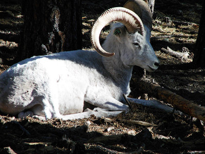 Animal Safari outside Williams, Arizona