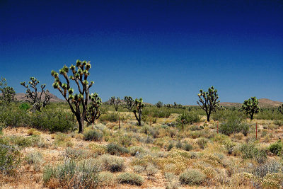 Headed to Nipton, Joshua Tree Wilderness Area