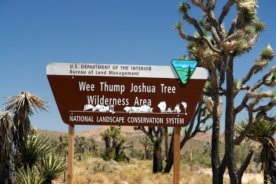 Headed to Nipton, Joshua Tree Wilderness Area