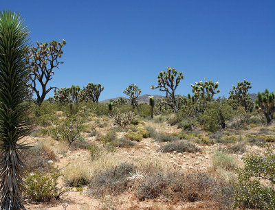 Headed to Nipton, Joshua Tree Wilderness Area