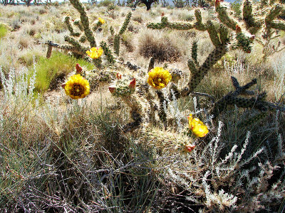 Mojave National Preserve