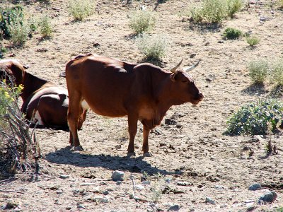 Mojave National Preserve