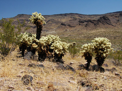 Rt 66 Heading to Oatman, Arizona