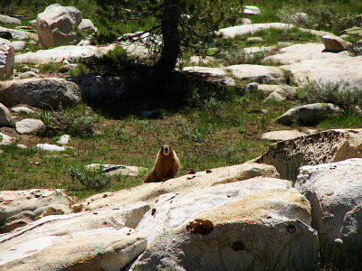 Marmot...Photo & VIDEO