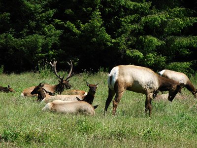 Elk Photo & Video
