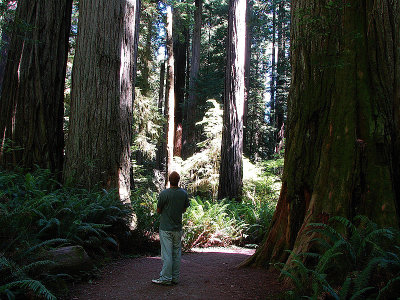 Simpson Reed Grove Redwoods
