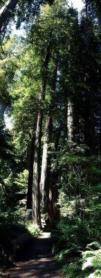 Pano- Simpson Reed Grove Redwoods