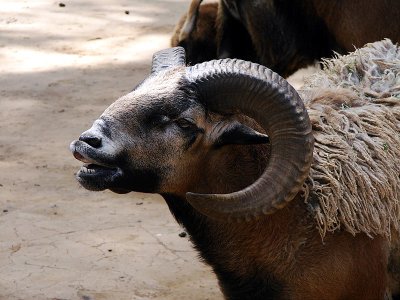 West Coast Game Park Safari in Brandon, Oregon