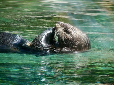 Oregon Coast Aquarium, Newport