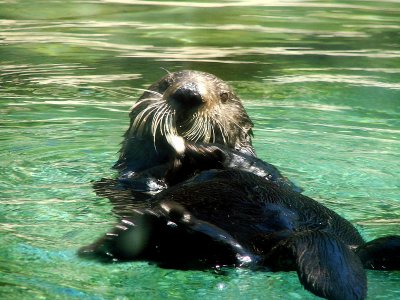 OTTER VIDEO