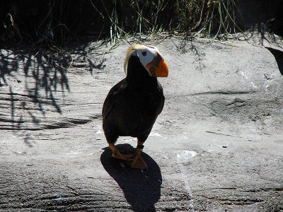 Oregon Coast Aquarium, Newport