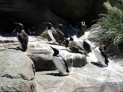 Oregon Coast Aquarium, Newport