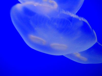 Oregon Coast Aquarium, Newport