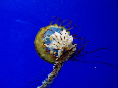 Jellyfish VIDEO