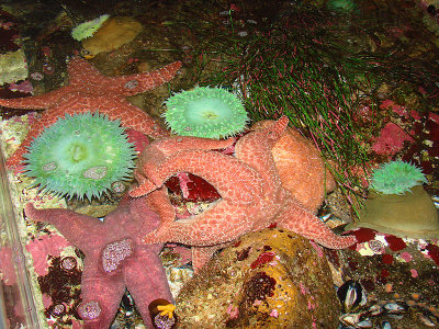 Oregon Coast Aquarium, Newport