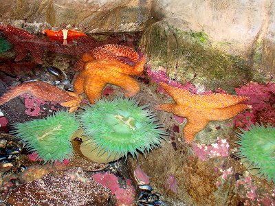 Oregon Coast Aquarium, Newport