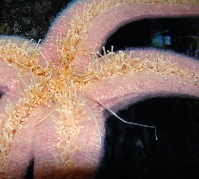 Oregon Coast Aquarium, Newport