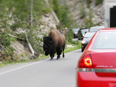 Yellowstone Buffalo