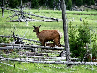 Elk with Nursing Calf