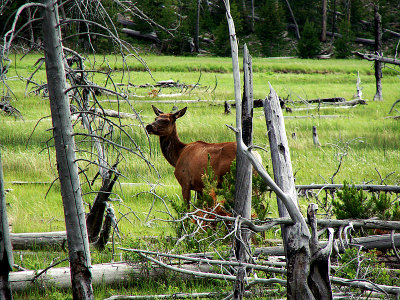 Elk Nursing & VIDEO