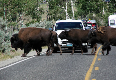 Buffalo On Road VIDEO