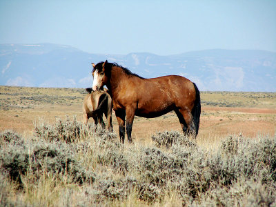 Wild Wyoming Mustangs