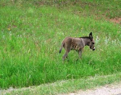 Wild Burros - Custer State Park