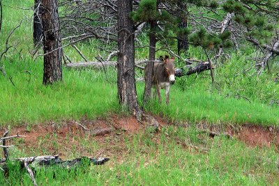 Wild Burros - VIDEO