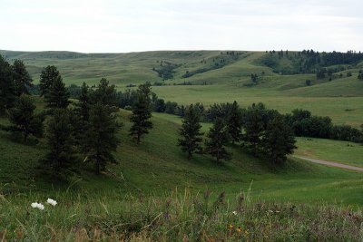 Custer State Park, SD