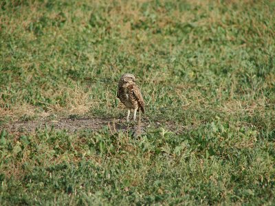 Badlands Burrowing Owl