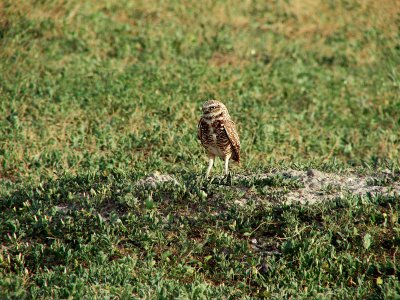Badlands Burrowing Owl