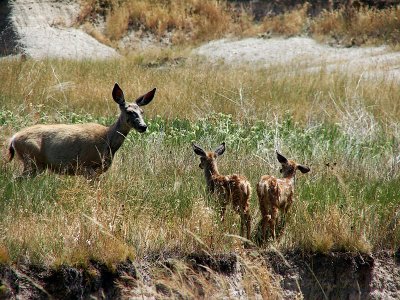 Badlands Deer V I D E O