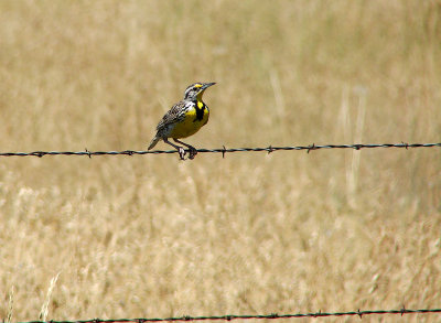 Meadowlark