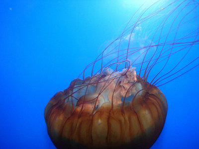 Jellyfish VIDEO