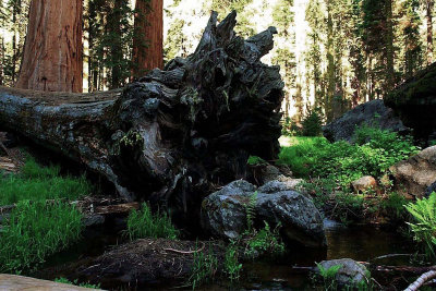 Sequoia National Park, California & VIDEO