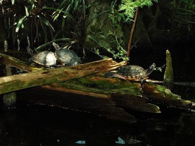 Turtles on a Log DSC01255.jpg