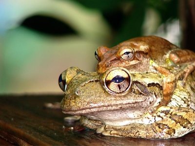 Tree Frogs DSC01249