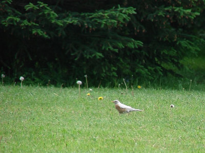 White Robin1 2008