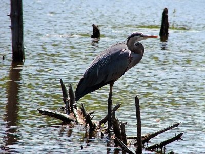 Great Blue Heron