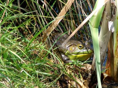 Big Green Frog