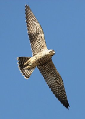 Peregrine Falcon