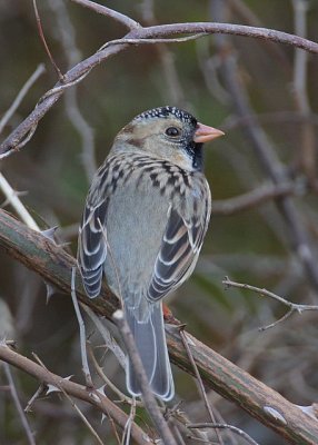 Harris' Sparrow