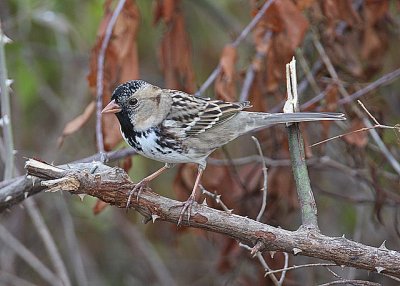 Harris' Sparrow