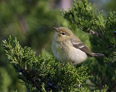 Blackpoll Warbler