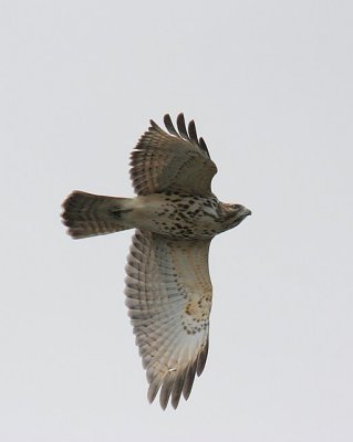 Red-shouldered Hawk