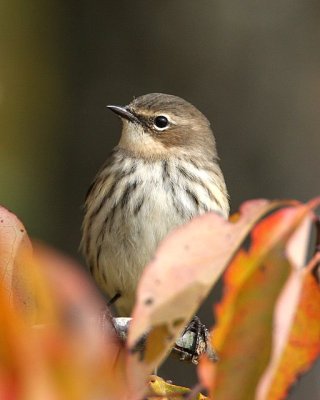 Yellow-rumped Warbler