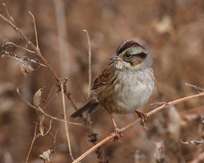 Swamp Sparrow