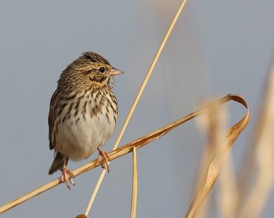 Savannah Sparrow