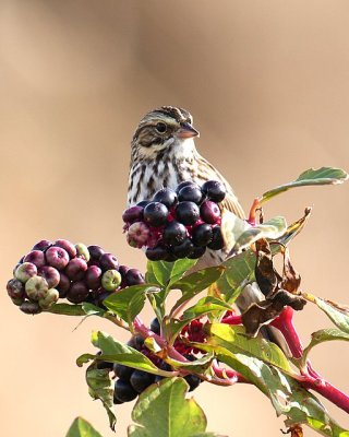 Savannah Sparrow