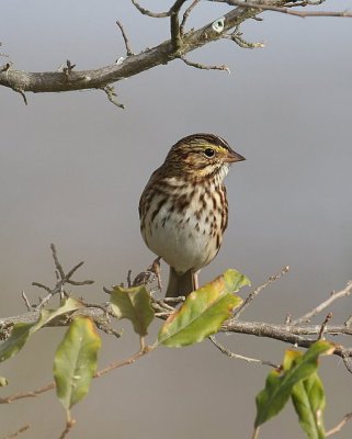 Savannah Sparrow